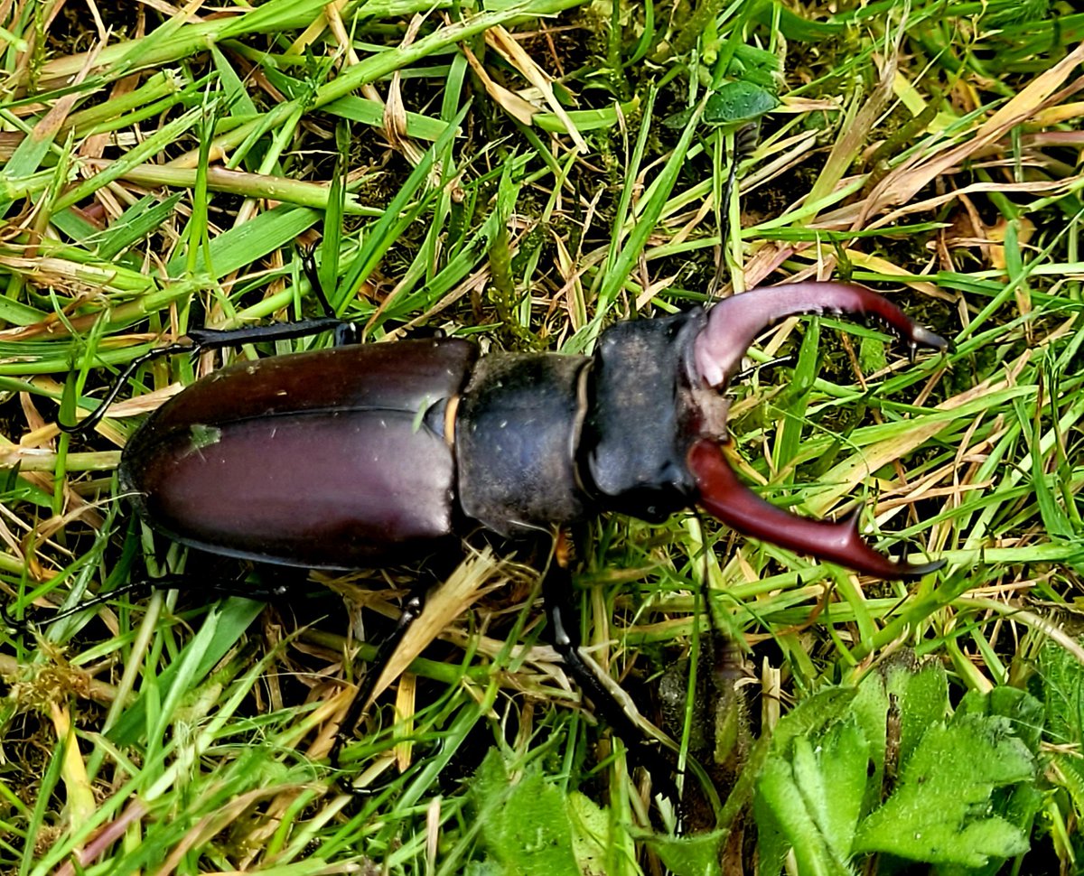 eclectichound's tweet photo. En Garde!
Stag beetle defending his garden.
Safety relocated prior to mowing the lawn.
.
.
.
#StagBeetle #NaturePhotography #BritishNature #BugFriend #GardenersWorld #EnGarde #GardeningTwitter https://t.co/7zDKWsOyar