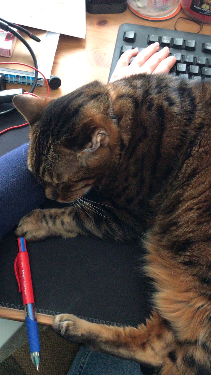 Eleanorhill017's tweet photo. No more work human, time for pets https://t.co/YwzkCLaCH3