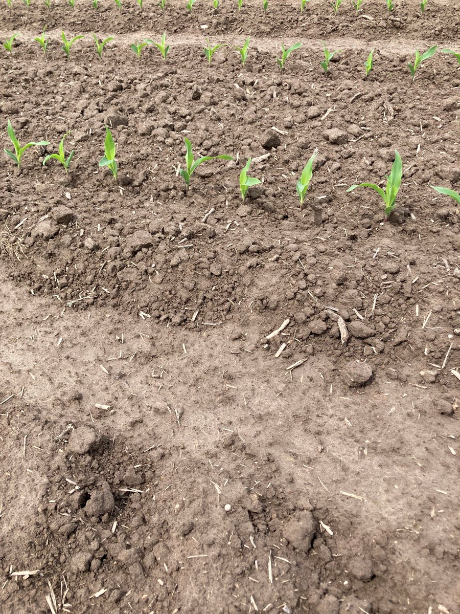 ChannelSeedILL's tweet image. #Shortcorn is off to the races in this Fayette county #smartcornsystems trial focusing on planting populations! #Bayer4IL @BayerTraits @Channel_Seed