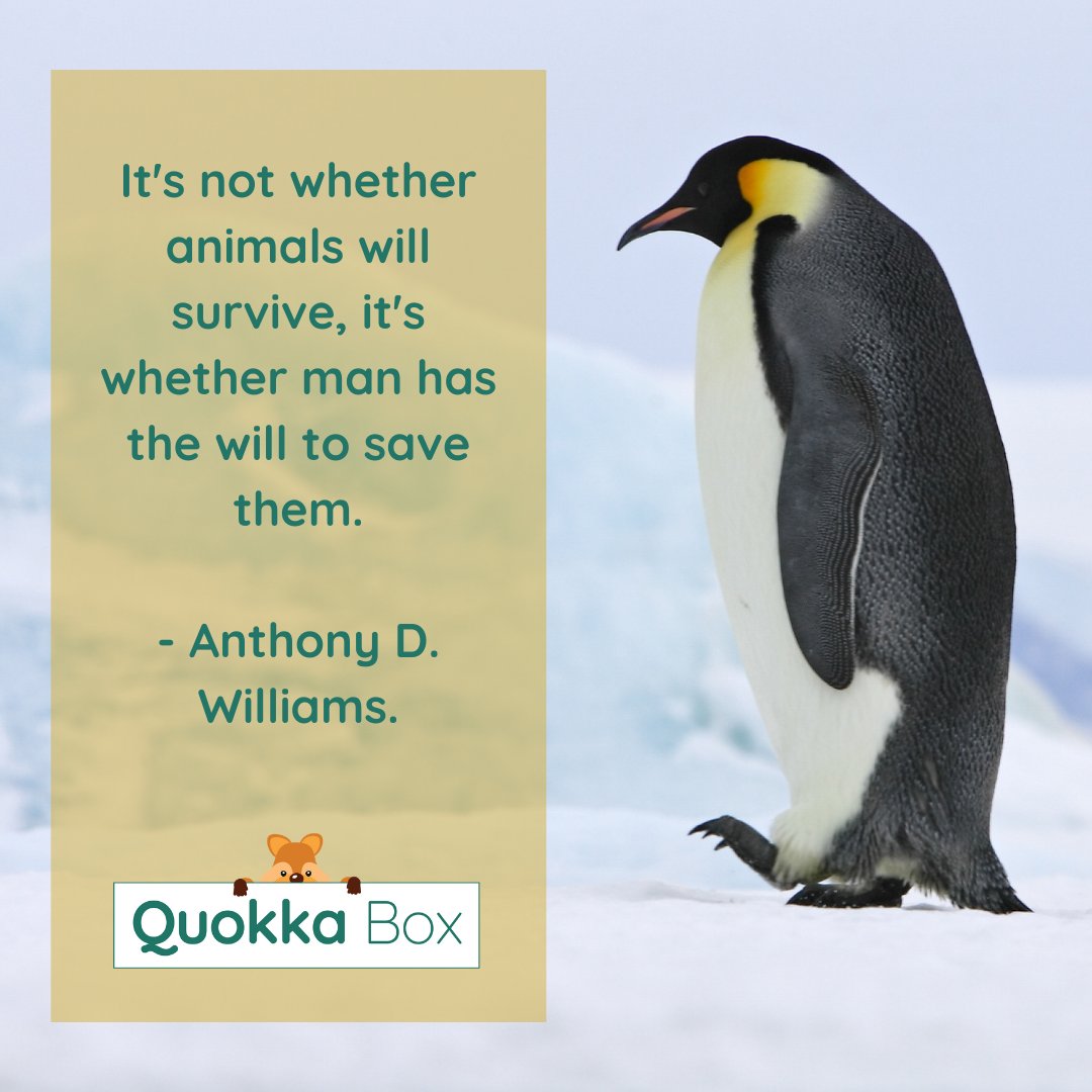 So many of us DO have the will to save them. Together, we can make a difference ❤

#quokkabox #endangeredspecies #extinction #saveourspeciessaveourplanet