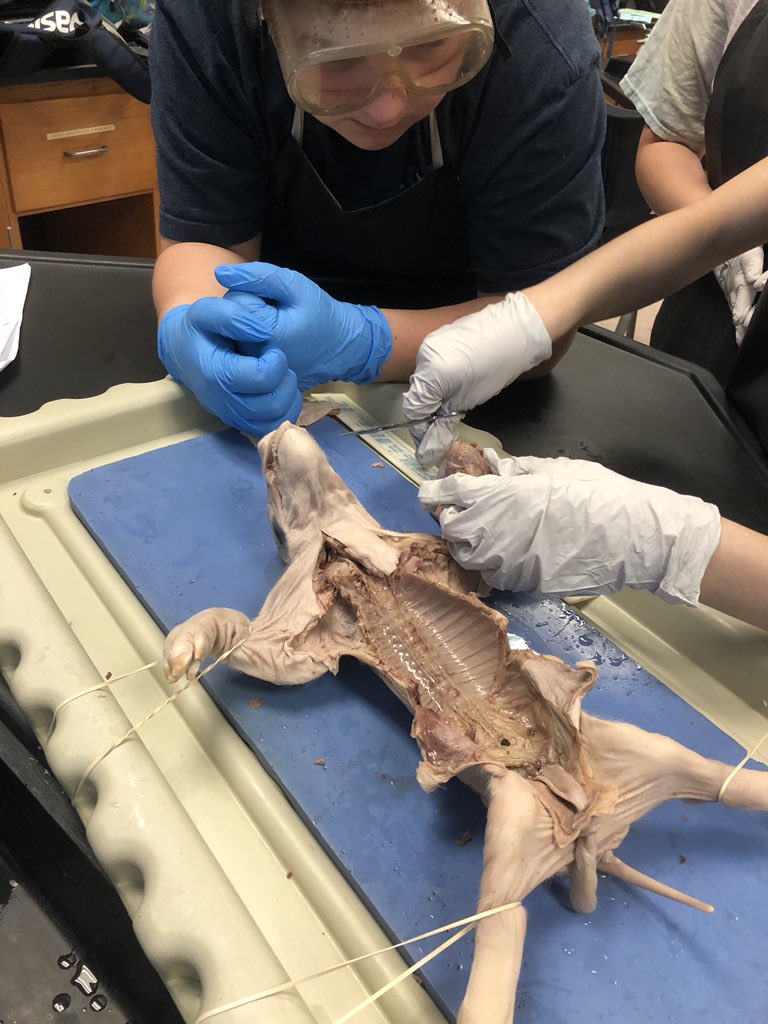 JohnsonScience's tweet image. Fetal pig autopsies in Biology!  Such a great project to end the year. Thank you GCISD Education Foundation for the grant to help this project become a reality! #hmsscience #gcisdscience