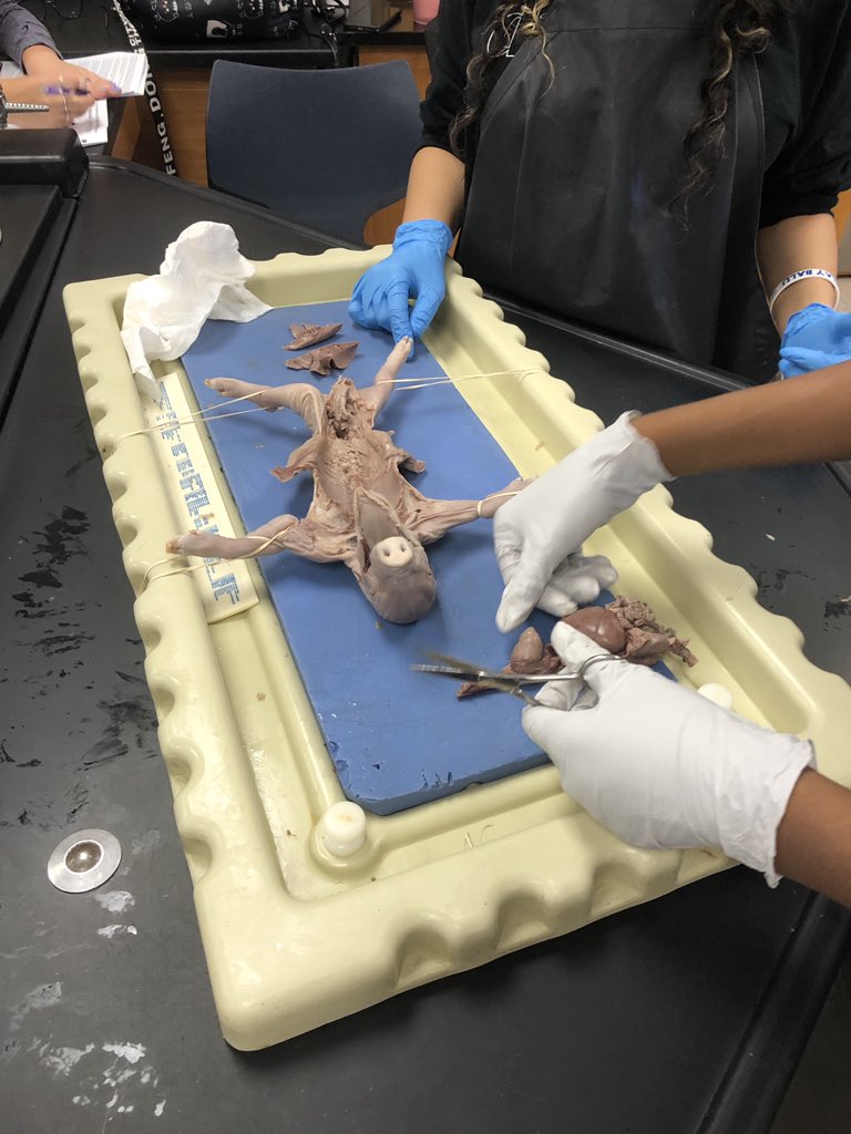 JohnsonScience's tweet image. Fetal pig autopsies in Biology!  Such a great project to end the year. Thank you GCISD Education Foundation for the grant to help this project become a reality! #hmsscience #gcisdscience