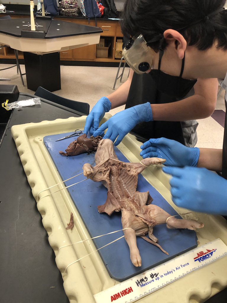 JohnsonScience's tweet image. Fetal pig autopsies in Biology!  Such a great project to end the year. Thank you GCISD Education Foundation for the grant to help this project become a reality! #hmsscience #gcisdscience