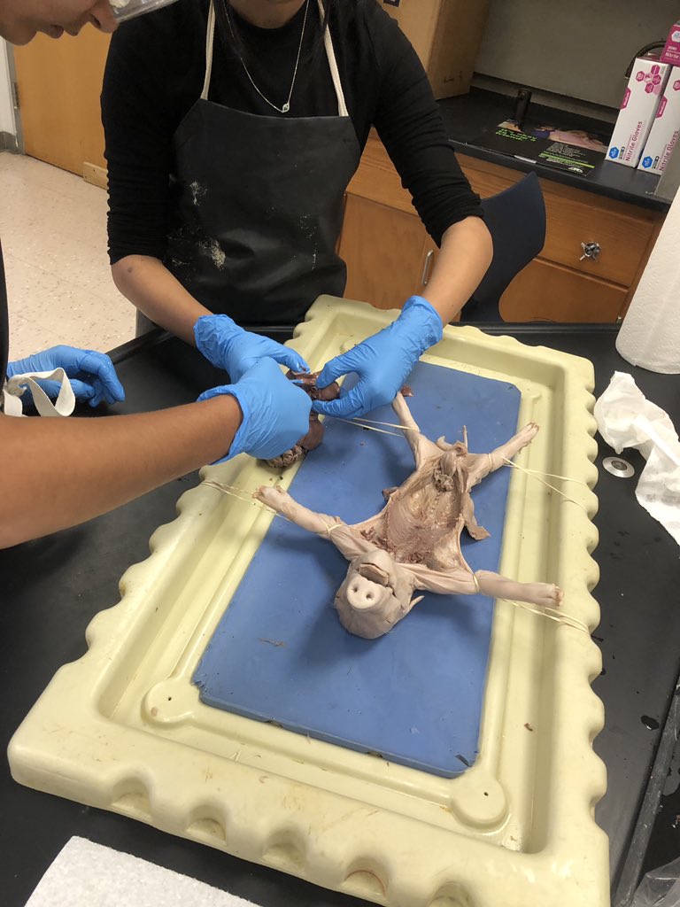 JohnsonScience's tweet image. Fetal pig autopsies in Biology!  Such a great project to end the year. Thank you GCISD Education Foundation for the grant to help this project become a reality! #hmsscience #gcisdscience