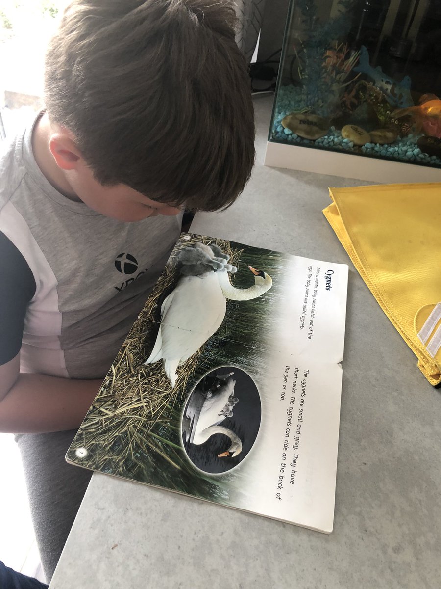 nicolarostron2's tweet photo. We saw swans and cygnets(baby swans) at the weekend. Our reading book is all to do with the life cycle of a swan 🦢🥰 📖 @StJamesYear3 https://t.co/fBEh3tCdMj