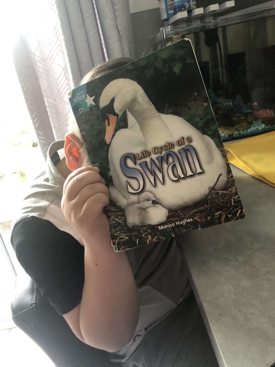 nicolarostron2's tweet photo. We saw swans and cygnets(baby swans) at the weekend. Our reading book is all to do with the life cycle of a swan 🦢🥰 📖 @StJamesYear3 https://t.co/fBEh3tCdMj