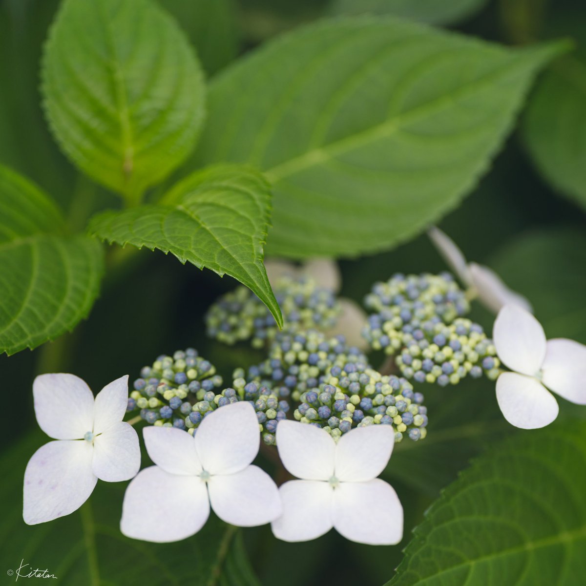 kitatan_lens's tweet photo. 紫陽花もそろそろ？

📷 a7iii
🔭 ZEISS Batis 2.8/135

#紫陽花
#額紫陽花 
#hydrangea 

#港の見える丘公園 
#キリトリセカイ 
#ファインダー越しの私の世界 

#a7iii 
#sonya7iii 
#batis 
#batis135 
#zeissbatis 
#sonnar 
#aposonnar 
#zeiss 
#zeisslens 
#carlzeiss 
#ツァイス写真部 https://t.co/KTV1tUN5Hn