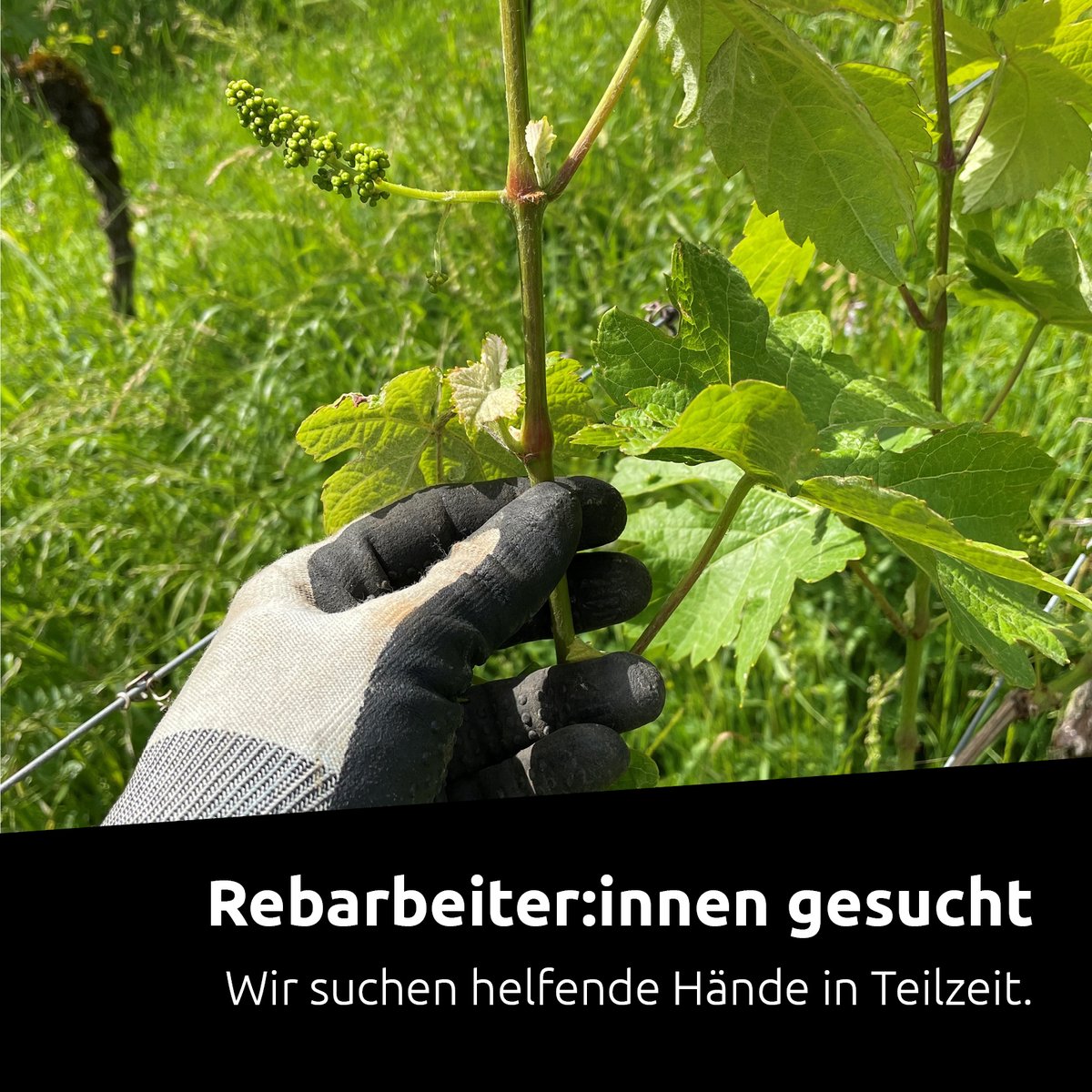 Wir suchen helfende Hände in den Reben in Teilzeit.

Sie sind körperlich fit, arbeiten gerne in und mit der Natur?

Interesse ? Dann nehmen Sie mit uns Kontakt auf:
071 726 10 10 
info@tobias-weingut.ch 

Für die Arbeiten werden keine speziellen Kenntnisse vorausgesetzt.