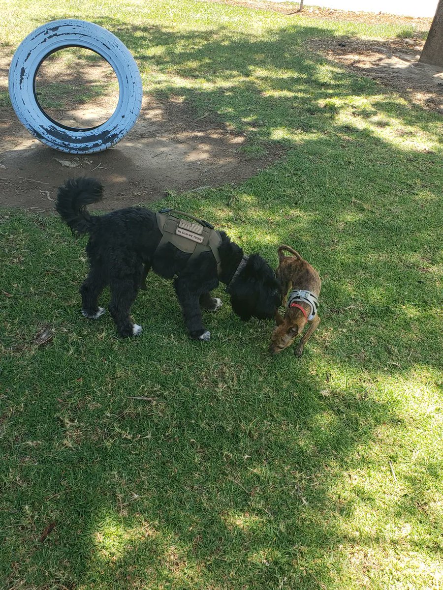 Oreo and Bruno 🐕🐶

#EileensPetShop #doggydog #tigerdog #brindlechihuahua #cockerpug