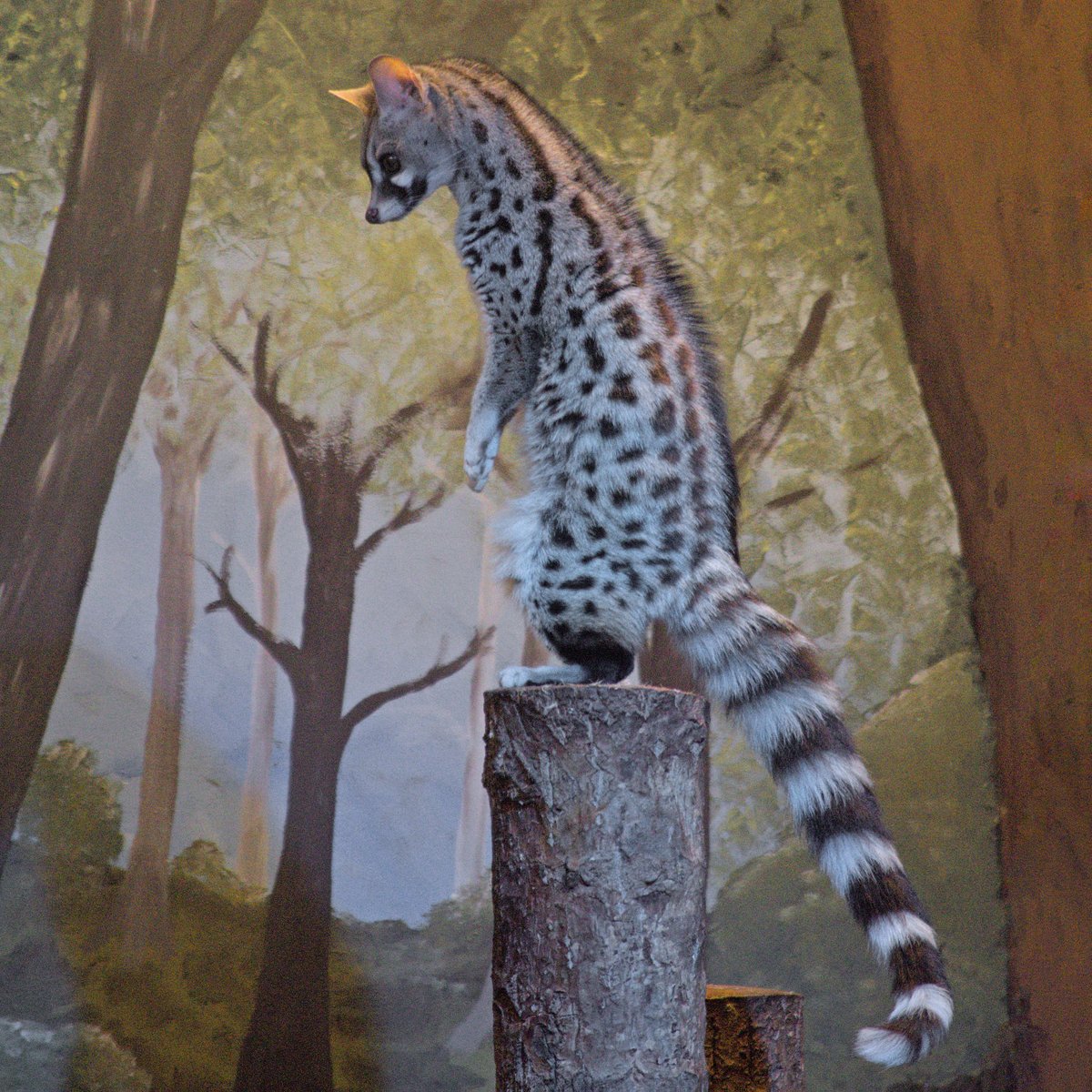 banhamzoo's tweet photo. While Tess may look similar to a cat, the Common Genet is actually a small viverrid, a class of 'cat-like' carnivores. A Genet's tail may remind you of another animal you can see at our park. Comment below who Tess's tail reminds you of. #BanhamZoo #CommonGenet #Tail https://t.co/px882M52GR