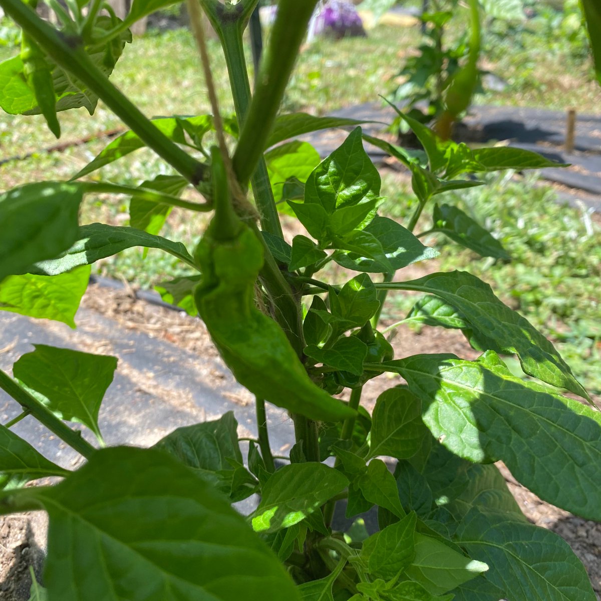 powerfulpep's tweet photo. First pepper of the season. #hotpeppers #spicy #fatalii #growyourownfood #shoplocal #atlanta #urbangarden https://t.co/vaZmSEALhH