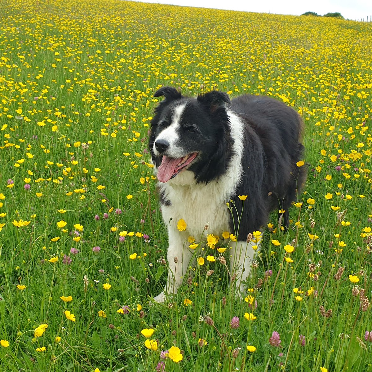 reverberg's tweet photo. I'm on hols in England 🏴󠁧󠁢󠁥󠁮󠁧󠁿 toodle pip twitter pals @BCTGB https://t.co/s4od3AS2oz