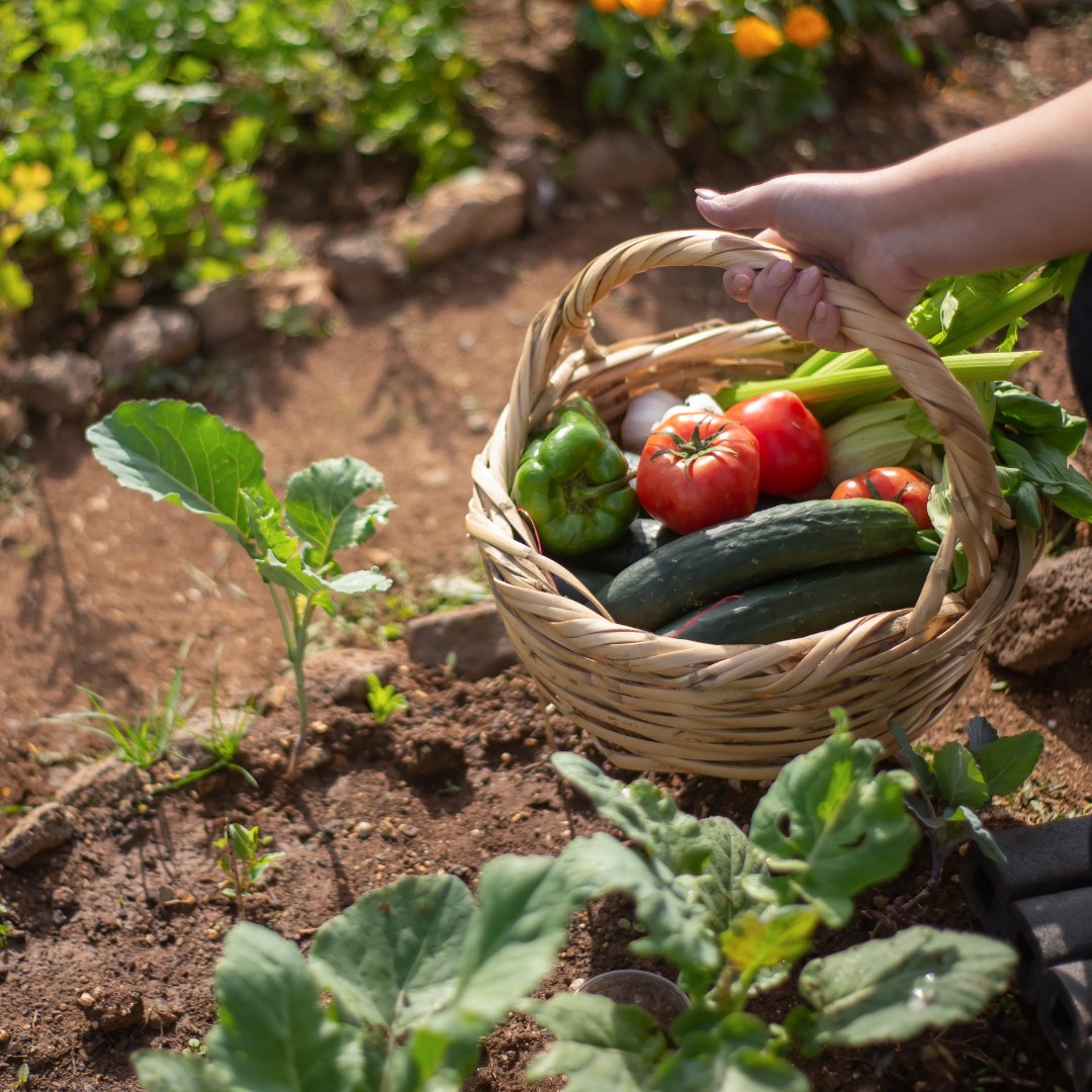 Have you ever wanted to grow your own food but your not sure where to start? 

Look no further! 🌟

We are currently offering a FREE Introduction to Growing Vegetables course starting 7th June!🥬🍅

For more information click the link below ⬇️

www1.bridgend.ac.uk/course/introdu…