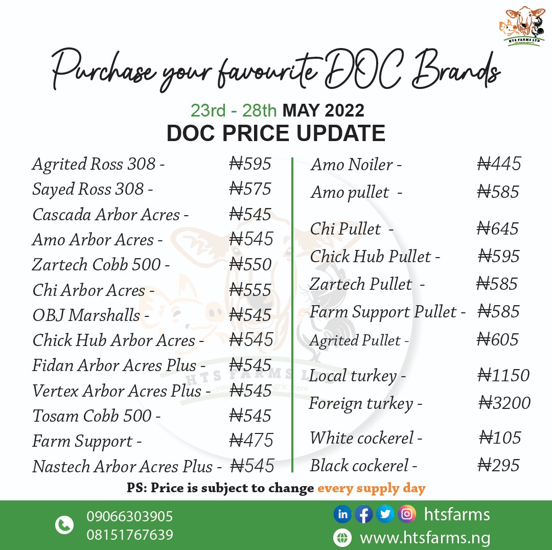 htsfarms's tweet photo. No better time than to stock up on your day old chicks now..
We are available to take all your orders and deliver to anywhere in Nigeria.
Thank you for your continuous patronage.
#htsfarms #dayoldchicks #docbroilers #pullets #noilers #turkeys #poultry #farmingandagriculture https://t.co/1XWcyqA1Cc
