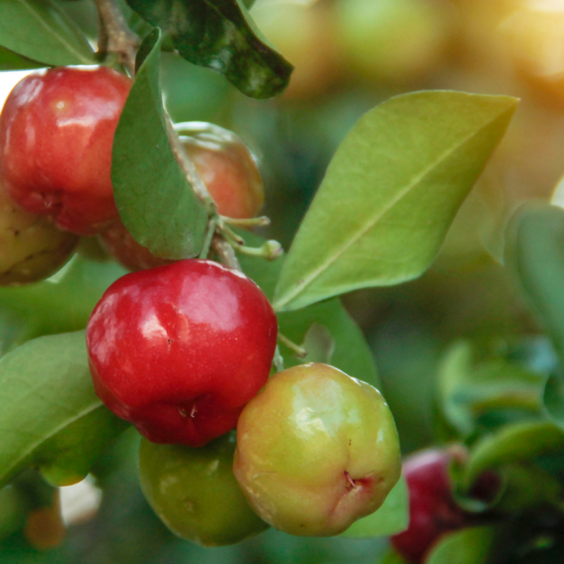 Givaudan's tweet photo. Givaudan's botanical ingredients for immune health unlock the best from nature - discover Acerolife: standardization to various levels of naturally occurring vitamin C, it is suitable for all food and health applications.
#ImmunityAndRelaxation