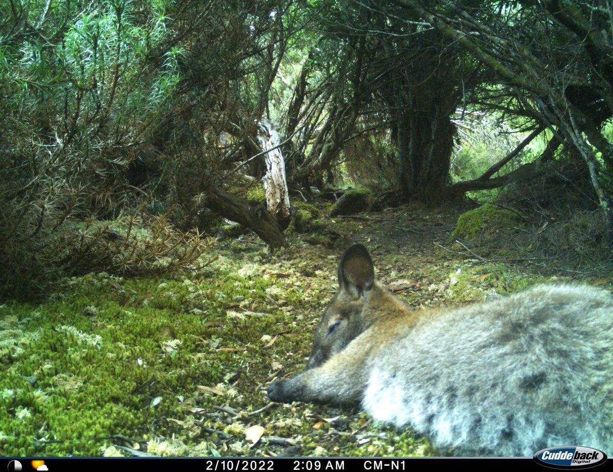 This Bennetts wallaby is SOOOO CUTE, it was begging to be shared.