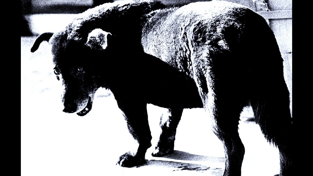 Finally, the film will be screened in Hong Kong. The screening will be held seven times from June to September at M+, a huge museum that was just built at the end of last year. Like Daido Moriyama, this film travels around the world.
mplus.org.hk/en/cinema/make…