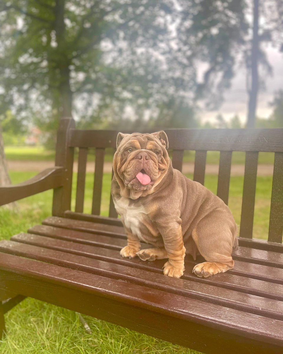 Bulldog_world45's tweet photo. Say"Yes"if you are  a bulldog lovers🥰
#dogsoftwitter #Bulldogs #bulldoglover #Cuteness https://t.co/VXlwzlCocq