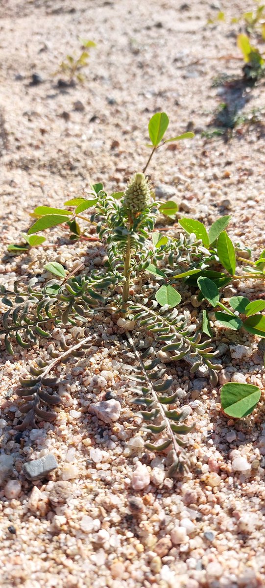 📣🥹Estem molt contents de poder anunciar el retorn de la nidificació del corriol camanegre (Charadrius alexandrinus) a la desembocadura de #laTordera, així com l’establiment d'un petit nucli de capironat marí (Reseda hookeri)🌱🥳

Més informació 👇
natmont.cat/2022/05/23/cor…