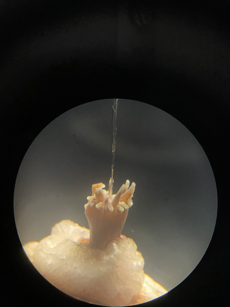 EmilyYeager9's tweet image. I think this picture just about sums it up ☺️ #microsensor2022
Thank you, @MicroSensing, for such an incredible opportunity to learn so much. You’ve shifted my perspective on what coral science (and science in general) has the potential to be.