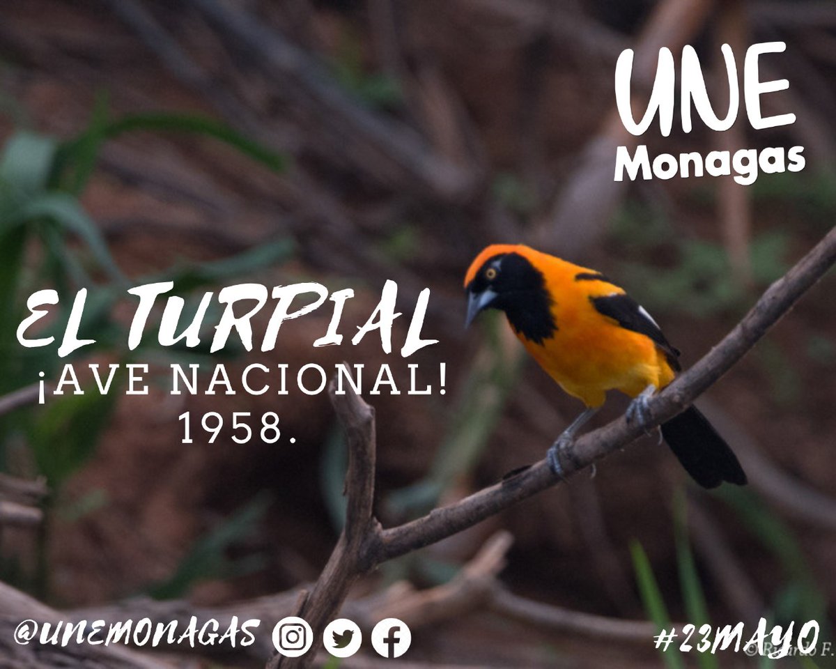 UNEMonagas's tweet photo. El #23Mayo del año 1959 se declara el #Turpial como #Ave #Nacional.
#ElTurpial
#BuenosDias
#FelizLunes
#Nacional
#Venezuela
#Monagas https://t.co/9Ne8PWqWWr