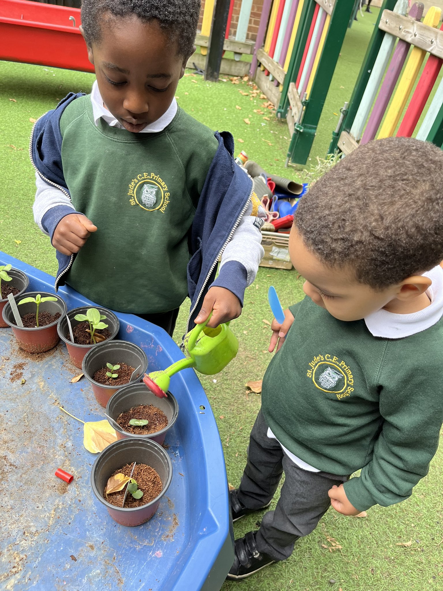 StJude'sPrimarySchool on Twitter "🌻 our sunflowers are growing 🌻 eyfs