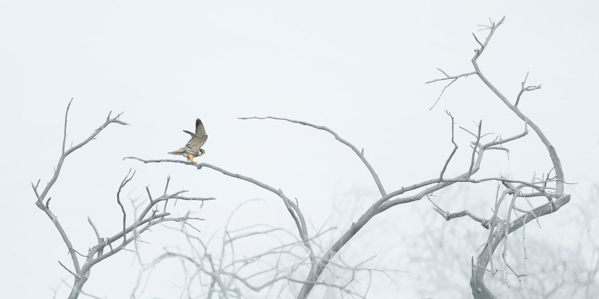 luminarydiary's tweet photo. Eurasian Hobby - one of 3 seen over the course of this year's spring migration
🔶
#EurasianHobby #bahrain #raptor #birdsofprey #wildlifephotography #bird #naturephotography #bbcwildlifePOTD https://t.co/G4AEmiDymm