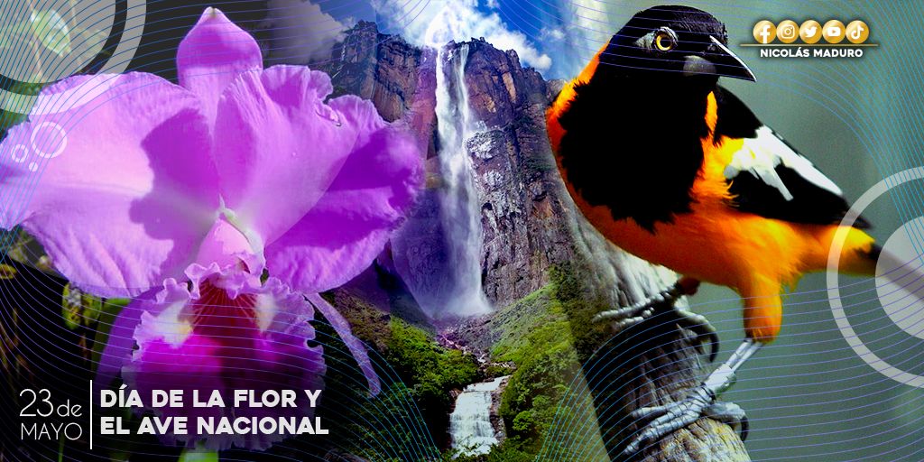 Hoy Día de la Flor y del Ave Nacional, realzamos la belleza de nuestros símbolos naturales. El esplendor de la hermosa Orquídea y el canto matutino del Turpial, engalanan a la Patria. ¡Qué viva nuestra identidad nacional!