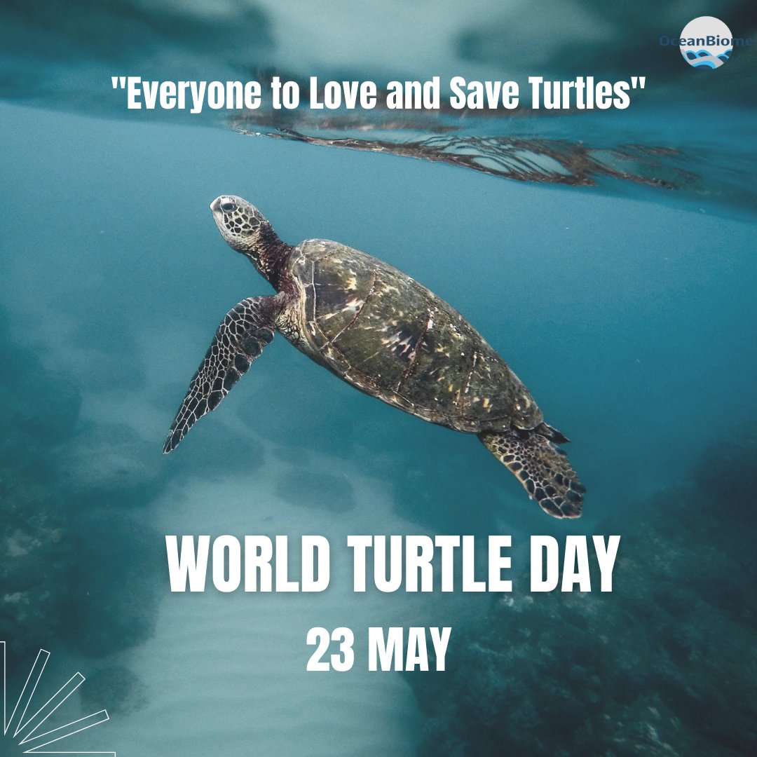 BiomeOcean's tweet photo. 🐢 World Turtle Day promises a better future where humans and turtles can coexist peacefully. Protecting these animals means protecting our own future.
💫 Let us "everyone love and save the turtle."
#OceanBiome #seaturtle https://t.co/qPFN2Ppqqi