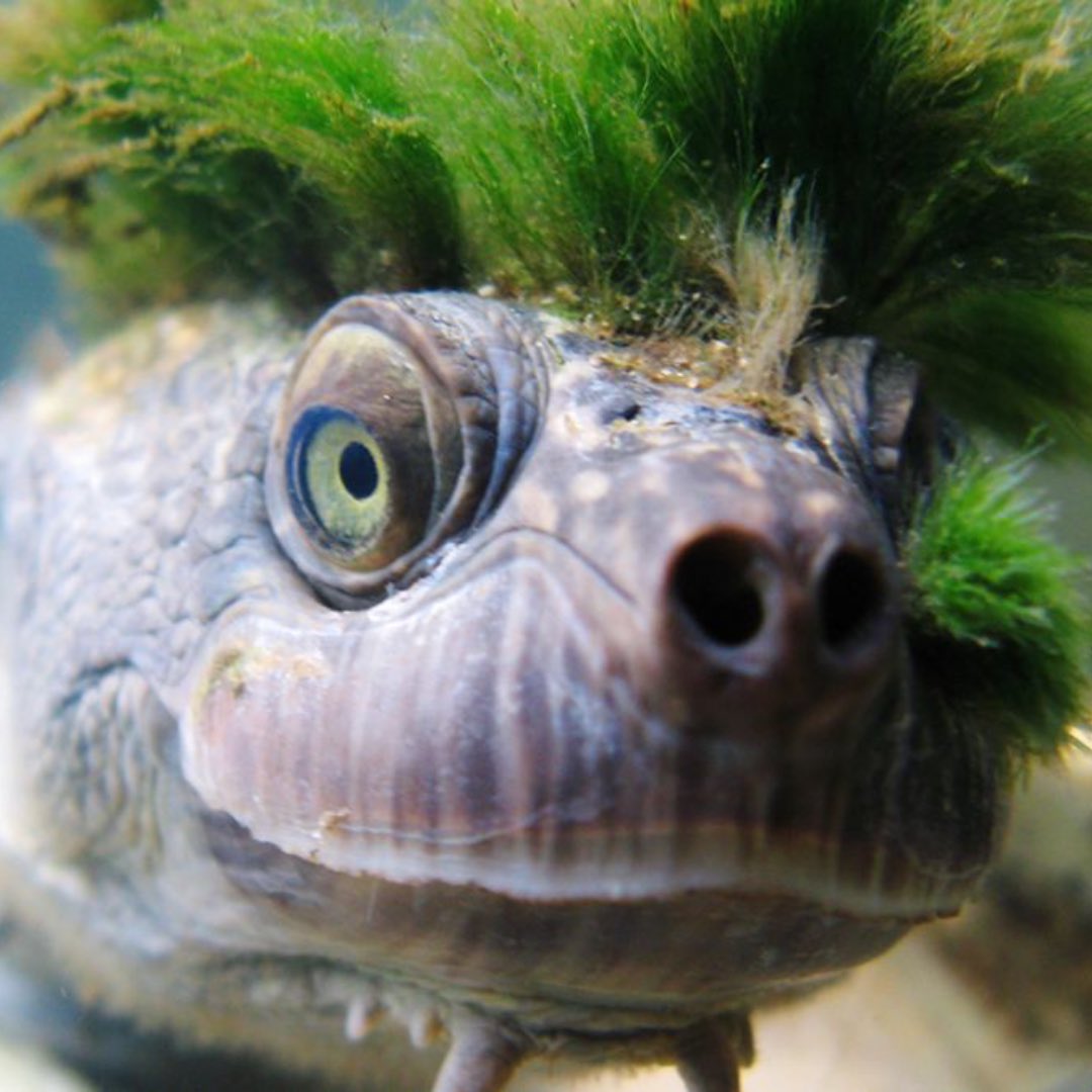 WAVA_now's tweet photo. Happy World Turtle Day!
This is the Mary River turtle, an endangered turtle that uses moss to blend in with the freshwater river floor in Queensland, Australia.
Fun (but slightly gross) fact:
The Mary River turtle breathes through its genitals!
#maryriverturtle
#WAVA https://t.co/7LDsgGg6p2