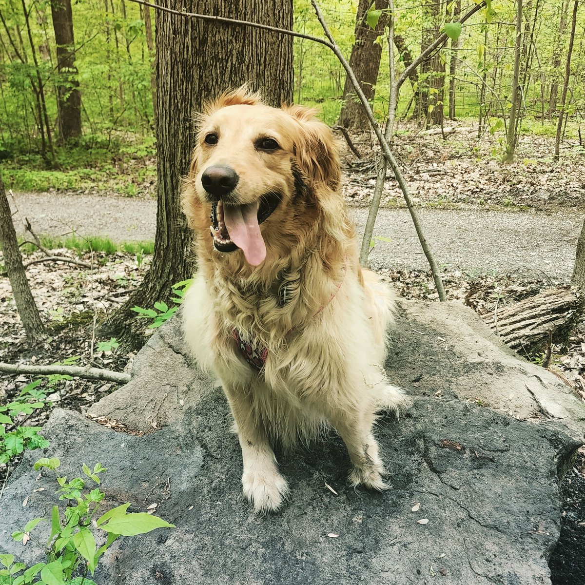 rw_franklin's tweet photo. Took this crazy girl for a walk in the park the other day and this picture completely encapsulates her personality. From her tongue hanging out to the smear of mud on her face to the ear flopped over the top of her head. She's so happy and goofy.

#PrincessLily #goldenretriever https://t.co/UQSuBe5v5l