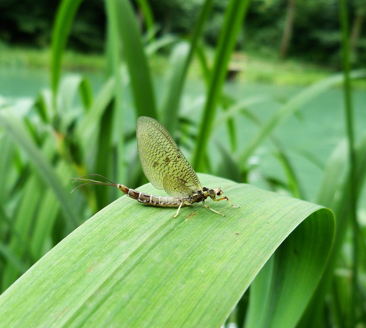A beautiful mayfly picture from our Orvis dealer Werner Steinsdorfer from Germany. He took this picture some years ago on a fishing trip to the Krka river in Croatia.