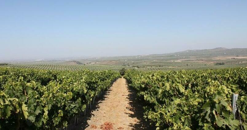 BASF_AgroES's tweet photo. 🌾👩🌾 ¿Sabrías decir cuántas hectáreas tiene una explotación agraria 'de media'? El último estudio de #RECAN a cargo de @mapagob, nos deja datos tan interesantes como este ⬇️
✅ @Agronoma_es
👉https://t.co/EsPWHd4lyo https://t.co/Vcsjwai74K