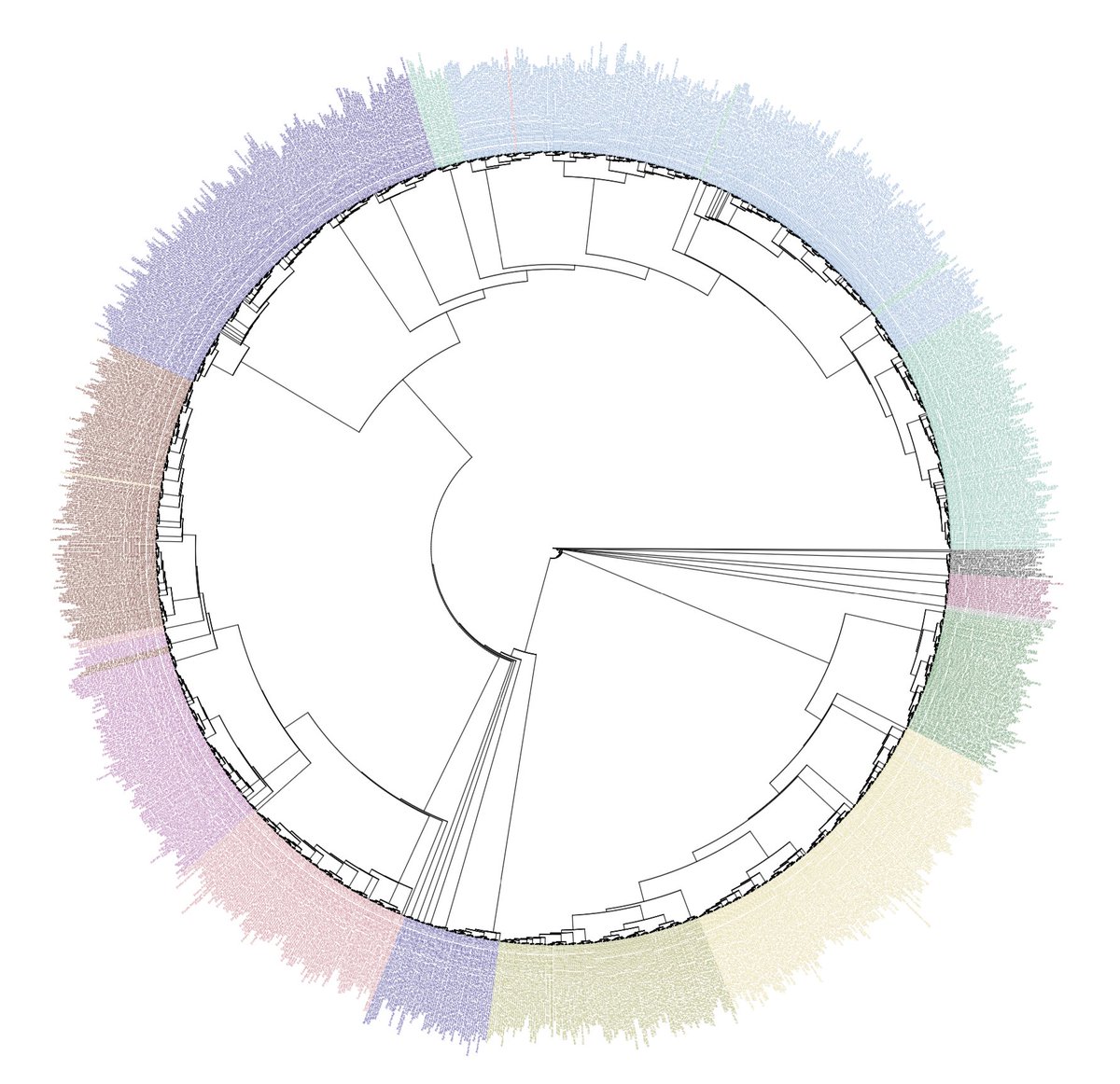 🧬🌿🌳🌸 A #BigTree is coming soon! For now, just a flavour of it... 🔎 #Angiosperms353