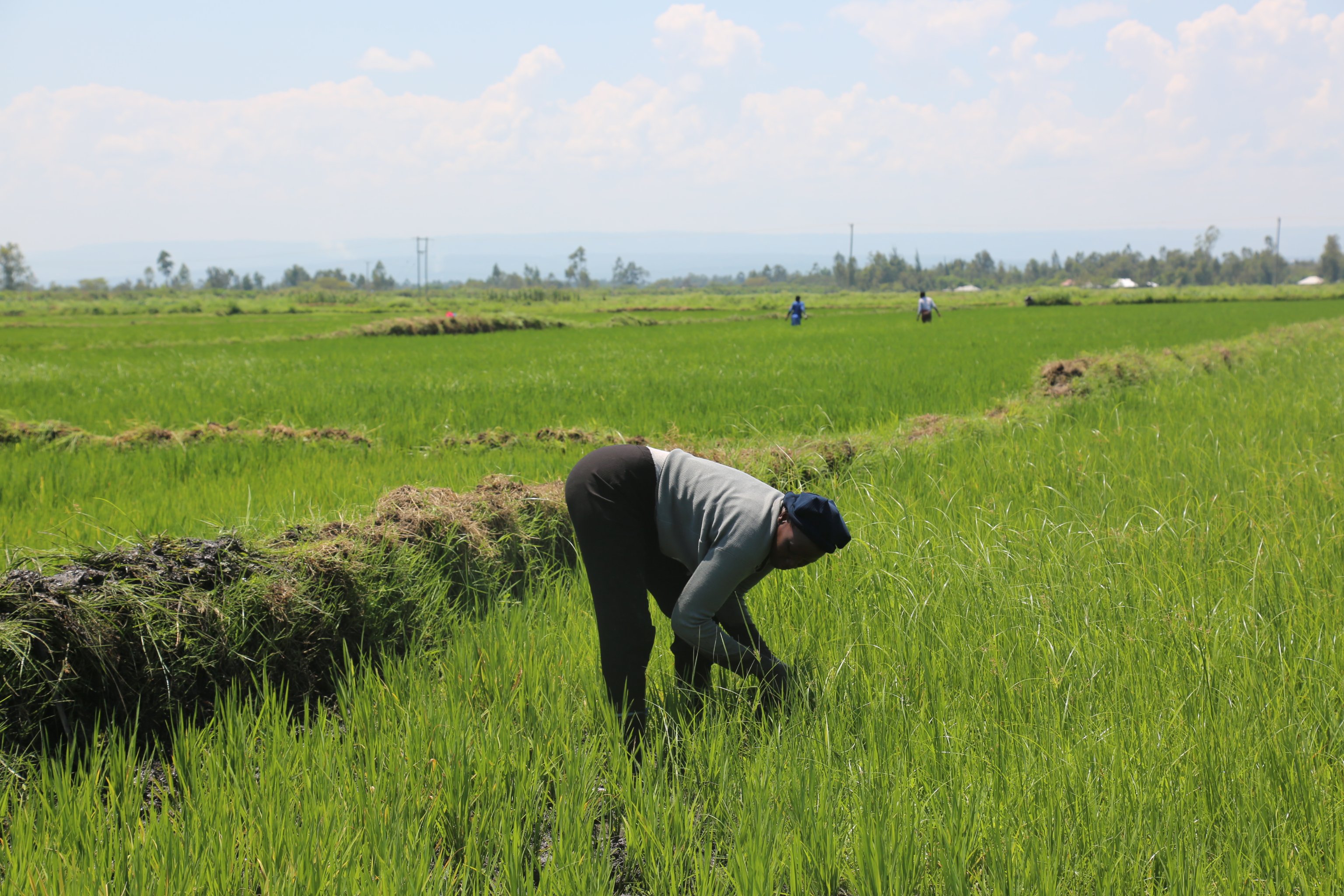 National Irrigation Authority on Twitter "Ahero Irrigation Research