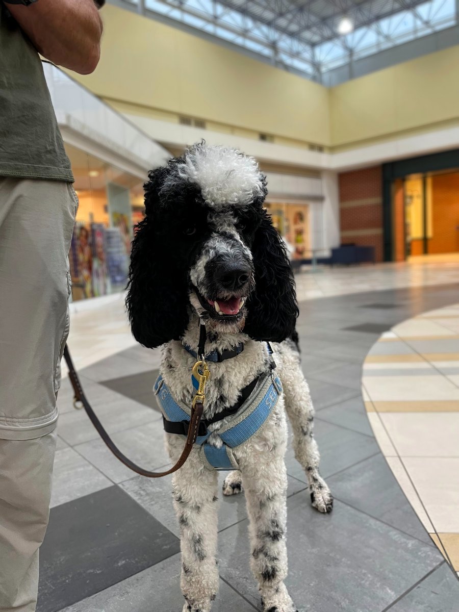 PAWServiceDogs's tweet photo. Proof that Mylo has eyes! A friend said, "Poodles scare me. Their eyes are way too human. It's like they're staring into my soul..." Fortunately for her, Poodle/Doodle eyes are often less visible when their hair grows out! #PoodleProblems #ServiceDog #DogsOfTwitter https://t.co/8yz3aJi7Qr