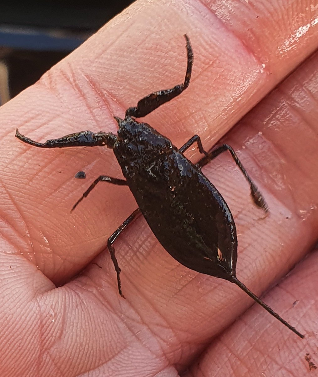 Day 1 at Kinnordy with #AncrumRoad #Northmuir . Stars of the day were probably the two Water Scorpions caught by one of the groups at the pond dipping. How great to back on this lovely Estate again! Thanks go to the Gifford family for hosting us. #Kinnordyestate #NFUSAngus #RHET