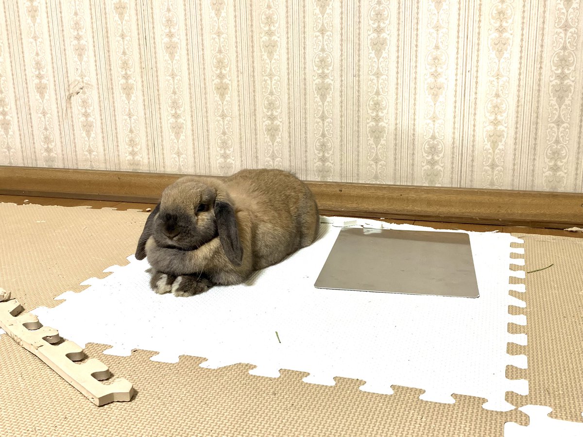 あの、、、、横にアルミプレートがあるんですけど使ってはくれないんでしょうか、、、、、、、