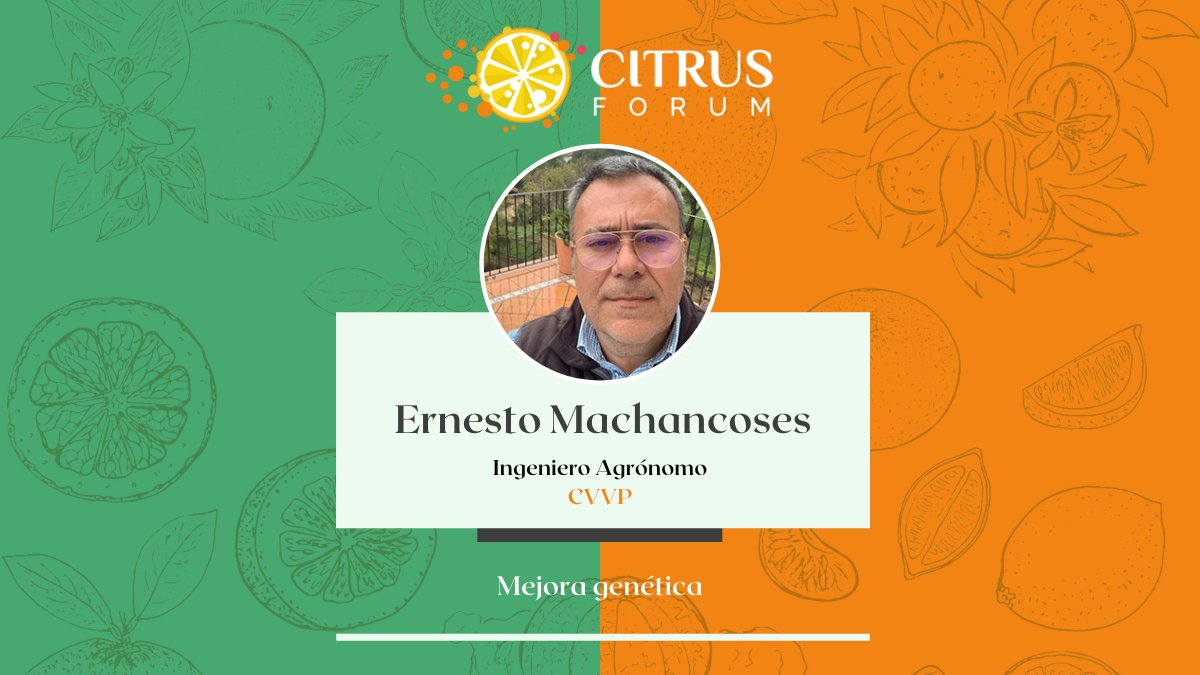 CitrusForum's tweet photo. 🍋 ¡Seguimos con ponentes #CitrusForum!
🗣️ Ernesto Machancoses, Ingeniero Agrónomo de la Compañía de Variedades Vegetales Protegidas - #CVVP
🍊 Nos hablará de “Red Lina, la naranja precoz de pulpa roja”
👉 + info en https://t.co/CTOZDIfwNa https://t.co/sVyXQRFQH9