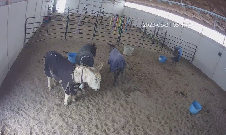 LonghopesDonkey's tweet photo. Our donkeys loved their heated barn during the weird Colorado storm! 💜 https://t.co/HEutl52Bfi