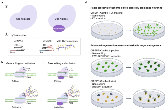 New Article: "Boosting plant genome editing with a versatile CRISPR-Combo system" rdcu.be/cN8VS

With associated News&amp;Views: "Gene editing: Make it a Combo" rdcu.be/cN8V5

...combining genome editing with gene activation using a single Cas9 protein mono/dicots