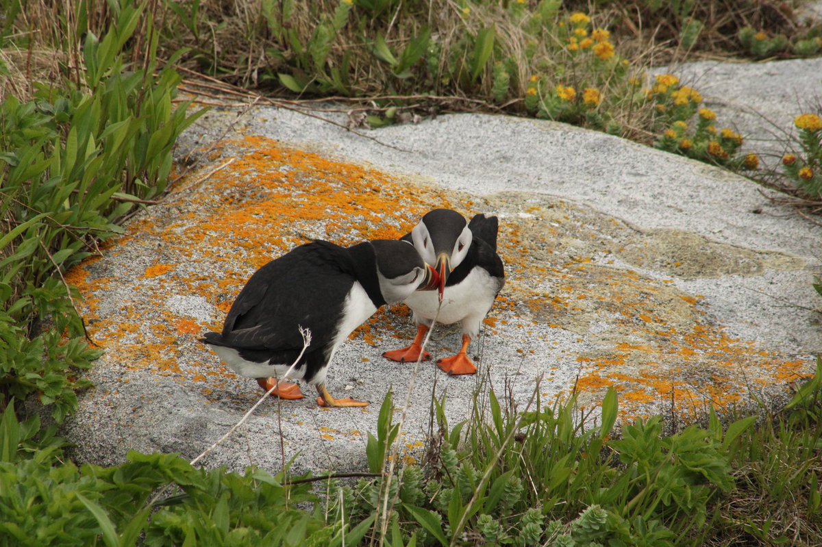 Tabatha Cormier (@cormier_tabatha) on Twitter photo Occupancy is looking promising for our puffins again on MSI this year! Here is hoping for better food availability than 2021 and that we end up with tons of plump and healthy fledglings in a month 🐧 #AtlanticPuffin <a href="/AudubonPuffin/">Seabird Institute - Project Puffin</a> <a href="/ALAR_UNB/">ALAR - Atlantic laboratory for Avian Research</a> @JoanaCMRomero Occupancy is looking promising for our puffins again on MSI this year! Here is hoping for better food availability than 2021 and that we end up with tons of plump and healthy fledglings in a month 🐧 #AtlanticPuffin <a href="/AudubonPuffin/">Seabird Institute - Project Puffin</a> <a href="/ALAR_UNB/">ALAR - Atlantic laboratory for Avian Research</a> @JoanaCMRomero