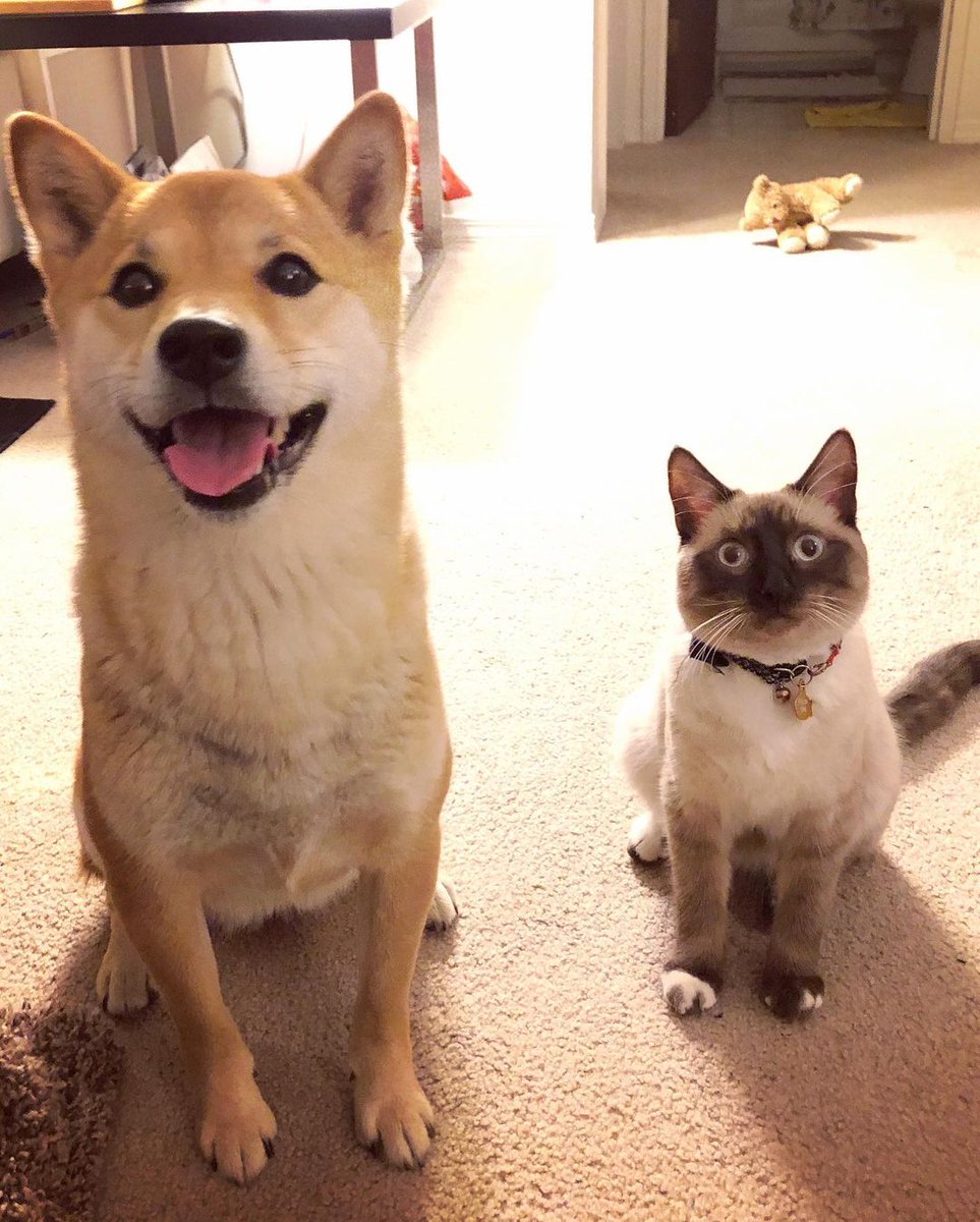 This is Asen and CoCo who have been with me