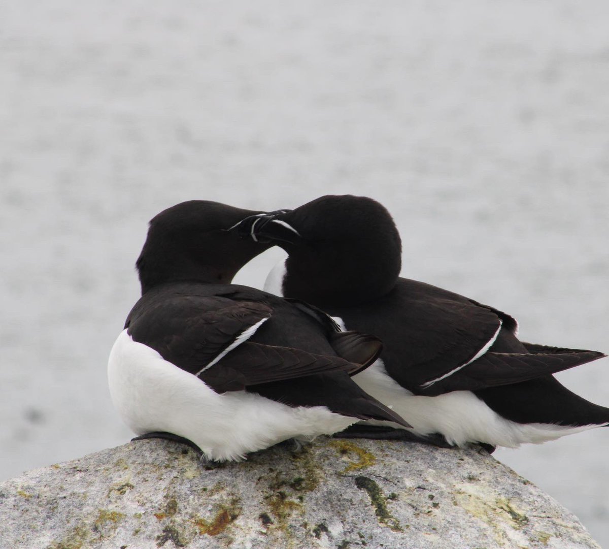 Tabatha Cormier (@cormier_tabatha) on Twitter photo Who doesn’t love watching allopreening between Razorbills 😍 Nest occupancy is looking great and we are looking forward to chicks hatching in a little over a week 🐣 #Razorbills #allopreening <a href="/ALAR_UNB/">ALAR - Atlantic laboratory for Avian Research</a> @JoanaCMRomero Who doesn’t love watching allopreening between Razorbills 😍 Nest occupancy is looking great and we are looking forward to chicks hatching in a little over a week 🐣 #Razorbills #allopreening <a href="/ALAR_UNB/">ALAR - Atlantic laboratory for Avian Research</a> @JoanaCMRomero