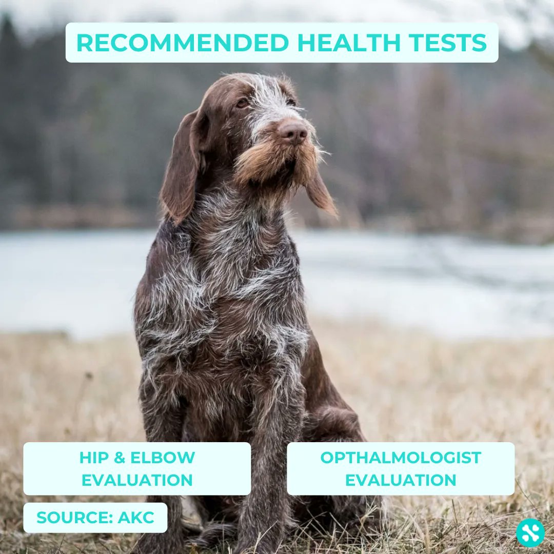 Tailwise 🐾 tweet media