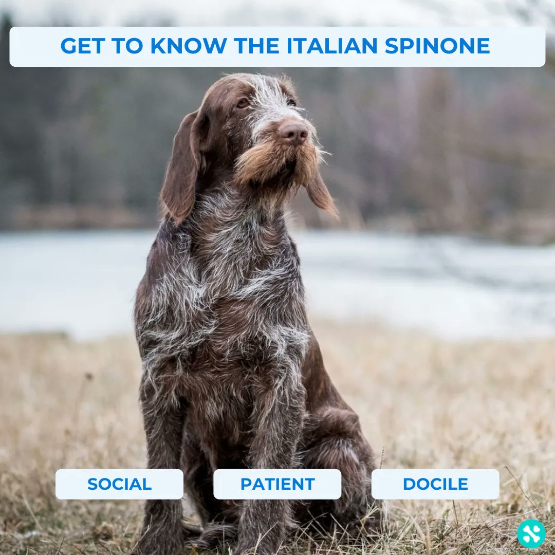 Tailwise 🐾 tweet media