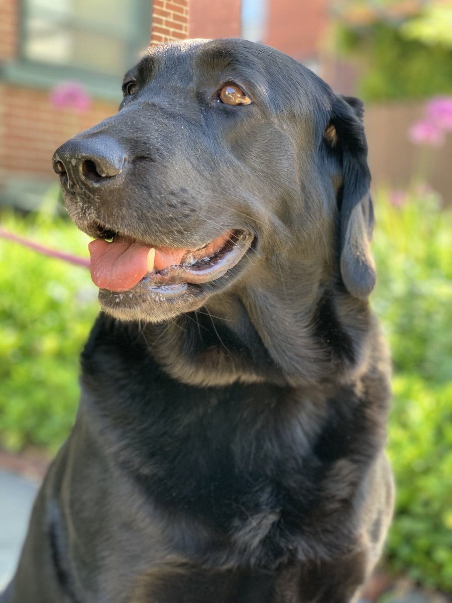 Officially official: promoted to Associate Professor w/ tenure <a href="/LehighU/">Lehigh University</a>! Very grateful to current+past <a href="/thechowlab/">The Chow Lab</a> members, collaborators, mentors, faculty+staff colleagues, friends (#squad), &amp; family (parents, bro, <a href="/pashucklab/">pashucklab</a>, #Rosa,++)! <a href="/lehighmse/">Lehigh MSE</a> <a href="/LehighBioE/">Lehigh Bioengineering</a> <a href="/lehighengineers/">Lehigh Engineers</a>