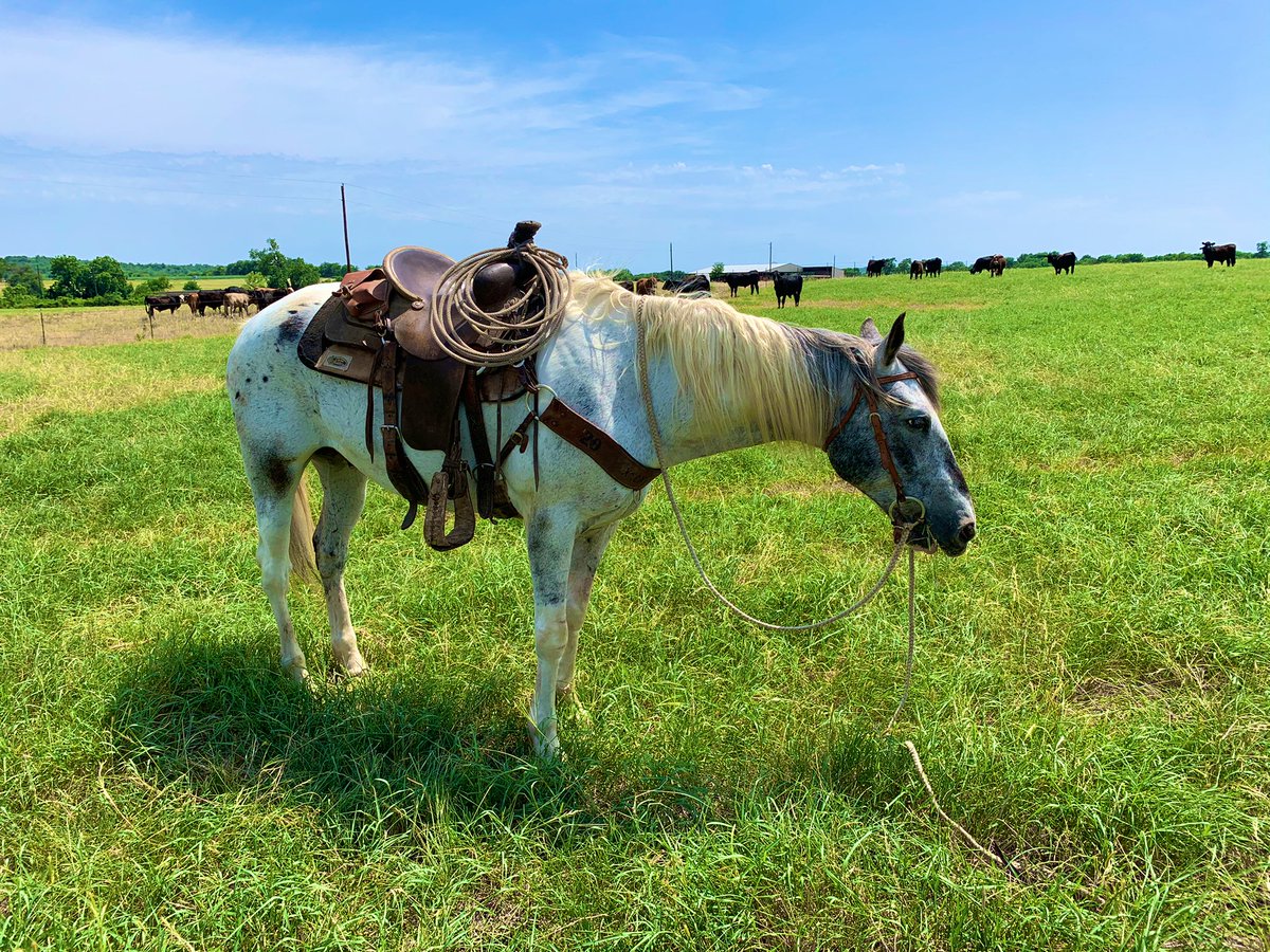 Ain’t nothing counterfeit about this pretty mfer. #forsale #WRlivestock.