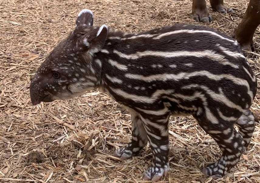 BIAZA (@biaza) on Twitter photo Heartwarming news as Ennis the rare Brazilian tapir gave birth after a 13 month gestation period at <a href="/AmazonaZoo/">Amazona Zoo</a> 🌺
Read the whole story: biaza.org.uk/news/detail/am…
Congrats to Ennis and the Amazona Zoo team! #MondayMotivation #LoveYourZoo
📷 Amazona Zoo Heartwarming news as Ennis the rare Brazilian tapir gave birth after a 13 month gestation period at <a href="/AmazonaZoo/">Amazona Zoo</a> 🌺
Read the whole story: biaza.org.uk/news/detail/am…
Congrats to Ennis and the Amazona Zoo team! #MondayMotivation #LoveYourZoo
📷 Amazona Zoo