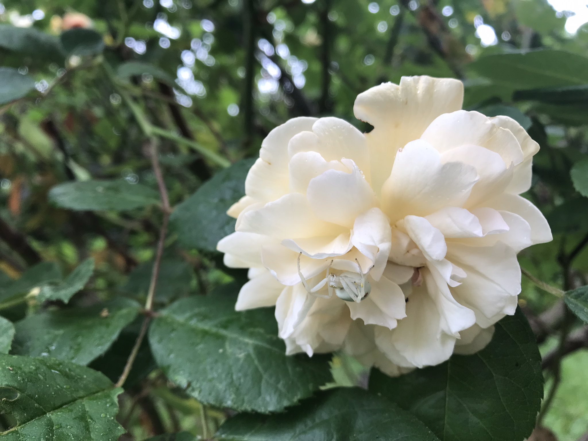 南法田園 Nature Lamaisondecampagne 居然發現一個白蜘蛛 T Co 4jqavsdu8m Twitter